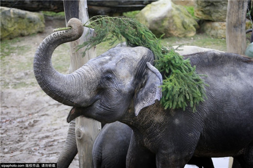 320名圣诞老人集体冲浪?八一八圣诞节奇闻趣事