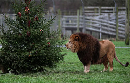 320名圣诞老人集体冲浪?八一八圣诞节奇闻趣事